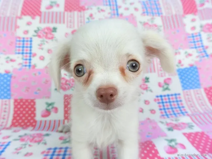 ID:2008-01127の子犬