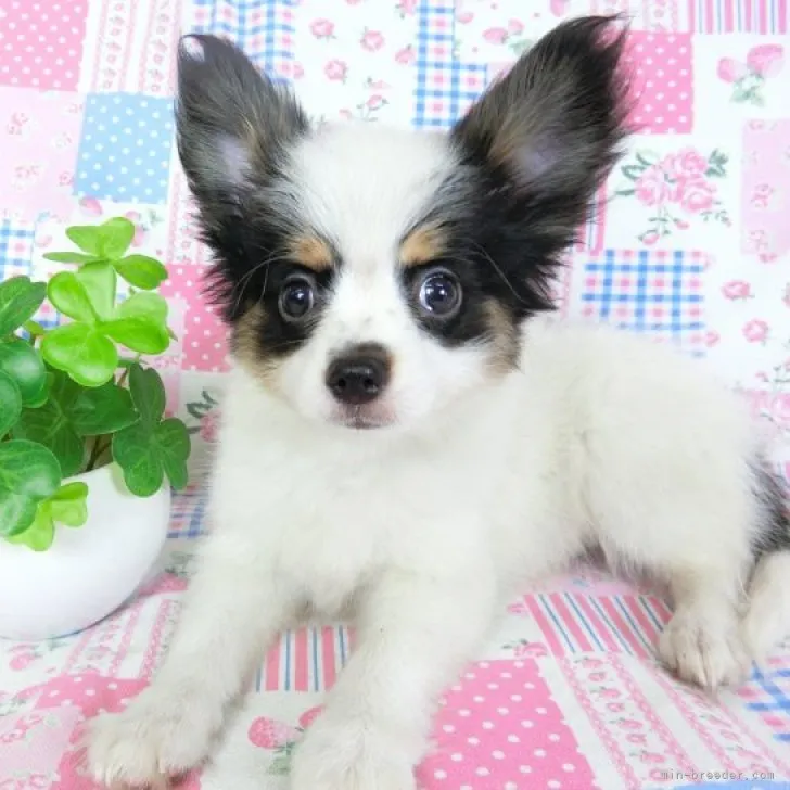 ID：2305-01621の子犬