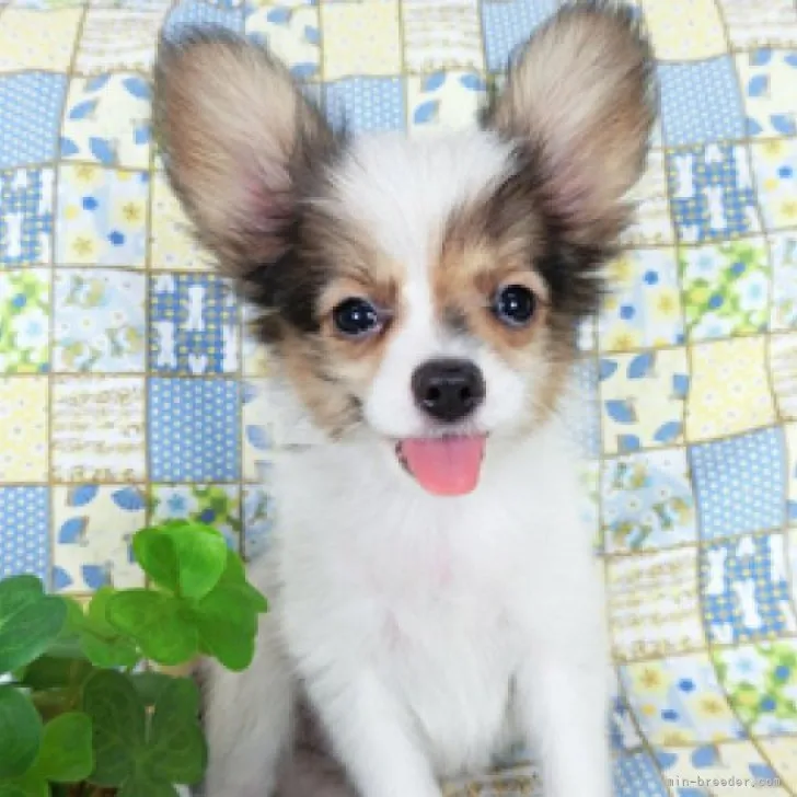 ID:2303-03285の子犬