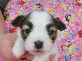 ID:1412-01292の子犬