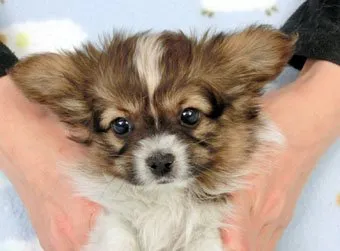 ID：1504-00771の子犬