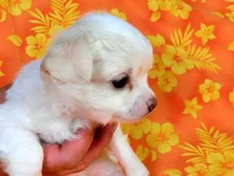 ID：1602-00921の子犬