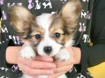 ID：1412-01296の子犬