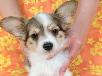 ID:1503-00576の子犬