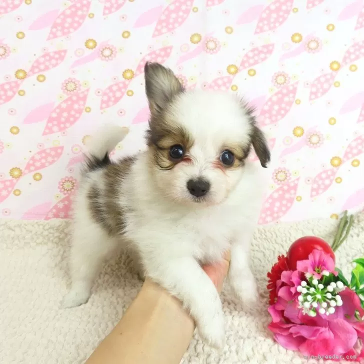 ID：2410-02422の子犬