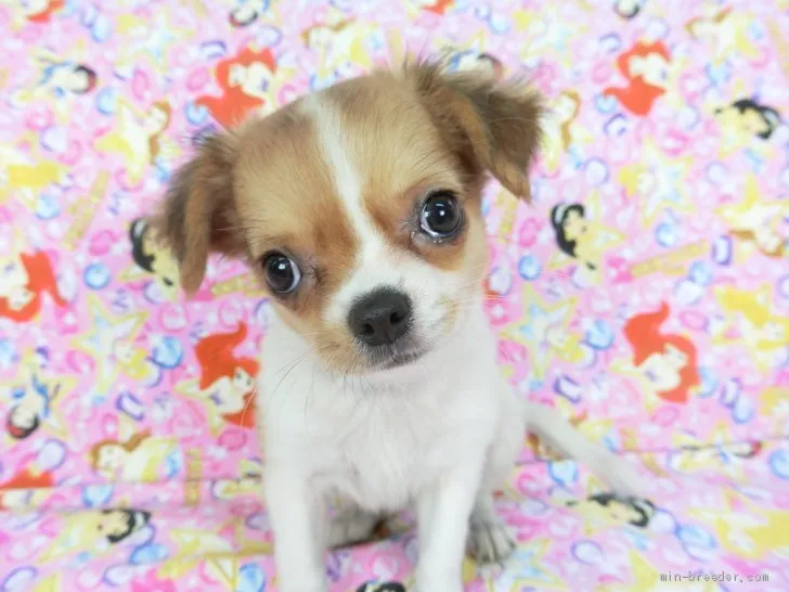ID：2006-00180の子犬