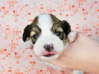 ID:1701-00288の子犬
