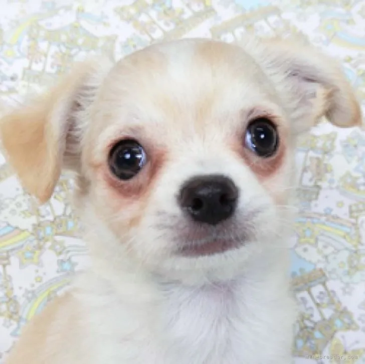 ID：2301-02204の子犬