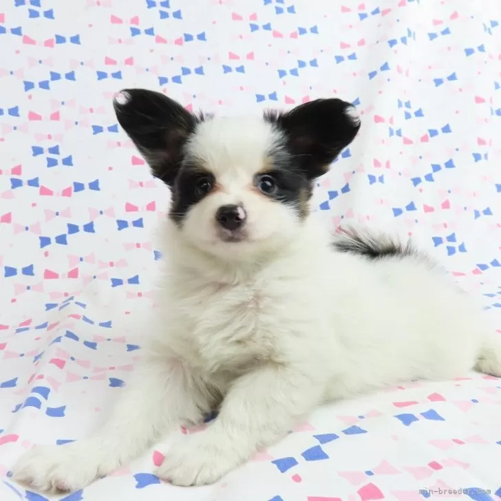 ID：2403-02930の子犬