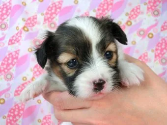 ID：1705-01746の子犬