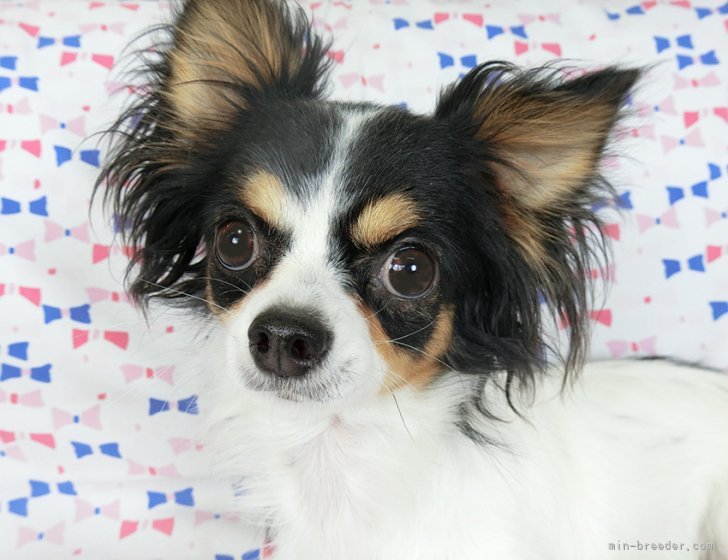 チワワ(ロング)【・女の子・2021年5月27日・ホワイト&amp;ブラックタン】