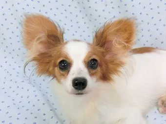 ID：1407-01532の子犬