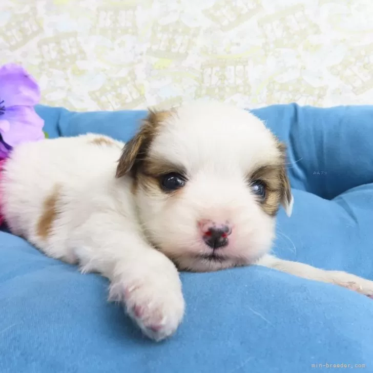 ID：2403-03898の子犬