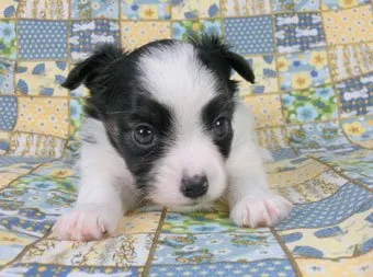 ID：1505-00462の子犬