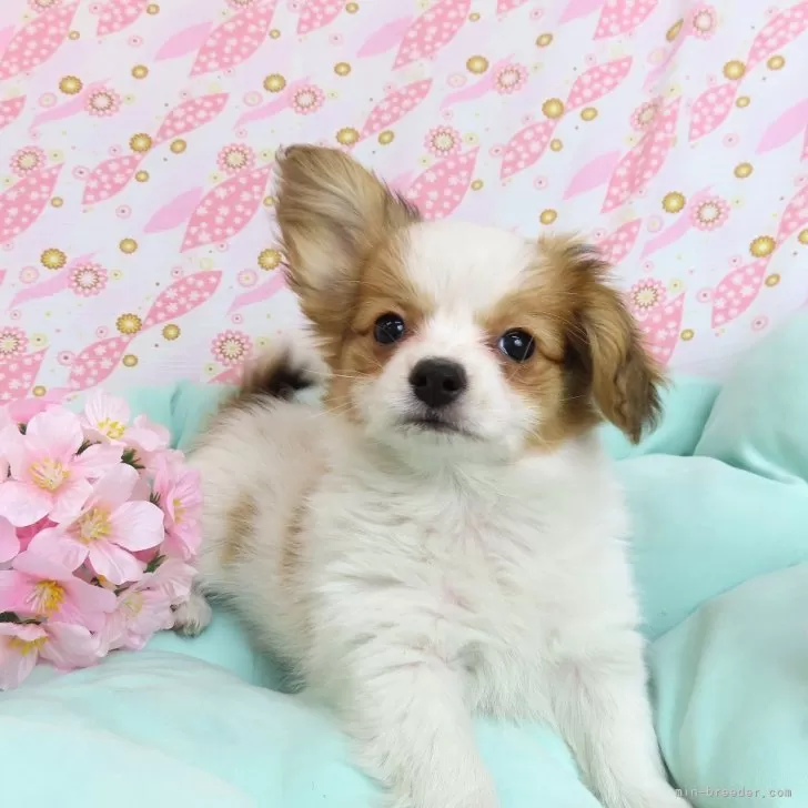 ID：2403-00615の子犬