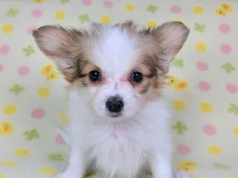 ID:1501-00400の子犬