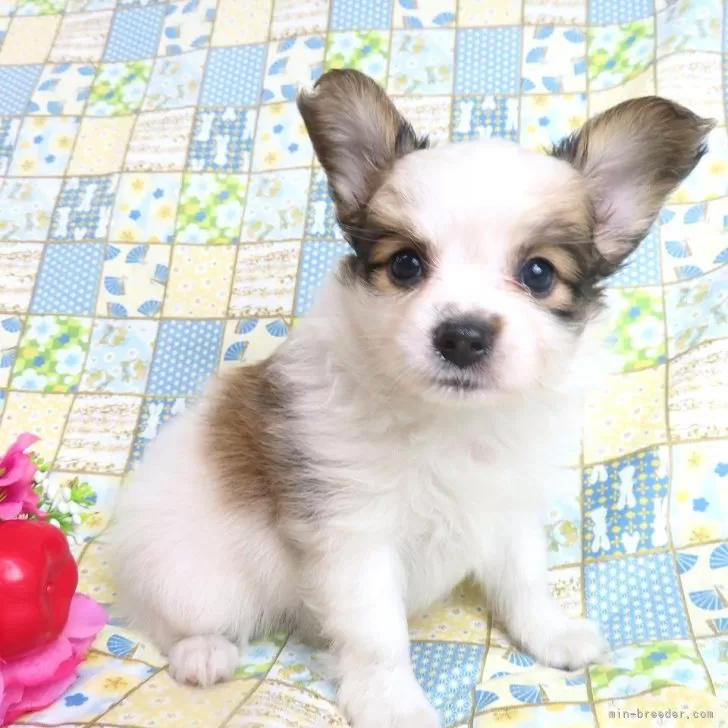 ID:2406-04325の子犬
