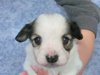 ID:1501-00402の子犬