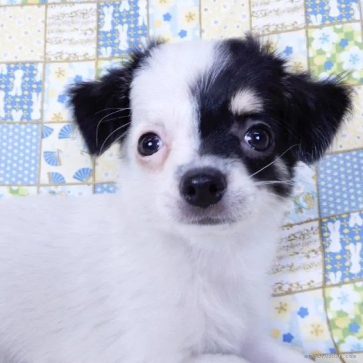 ID：2209-00755の子犬