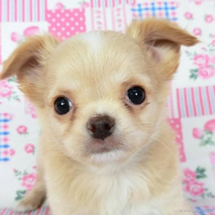 ID：2210-00798の子犬