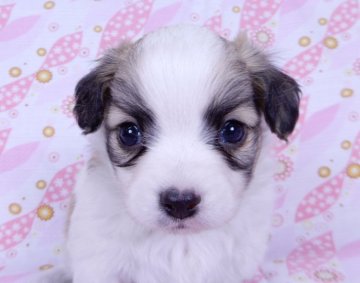 ミックス(チワワ×パピヨン)【千葉県・男の子・2022年3月11日・ホワイト&セーブル】の写真「父チワワ母パピヨンのミックス子犬」