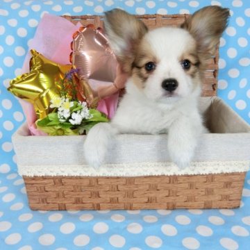 パピヨン【千葉県・女の子・2023年4月13日・ホワイト&レッドセーブル】の写真「日本で一番歴史のあるパピヨンブリーダー」