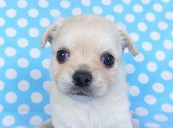 チワワ(ロング)【千葉県・男の子・2021年9月21日・クリーム】の写真「良血統の上可愛いチワワ」