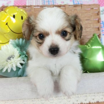 ミックス(母パピヨンと父チワワ)【千葉県・男の子・2023年4月19日・ホワイト&レッドセーブル】の写真「日本で一番歴史のあるパピヨンブリーダー」