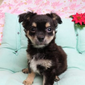 チワワ(ロング)【千葉県・男の子・2023年9月23日・ブラックタン】の写真「良血統の上可愛いチワワ」