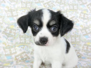 チワワ(ロング)【千葉県・男の子・2020年7月2日・ホワイト&ブラックタン】の写真「良血統の上可愛いチワワ」
