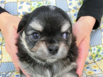 チワワ(ロング)【千葉県・男の子・2017年6月16日・ブラックタン】の写真「両親とも「ＪＫＣ優秀ブリーダー」犬舎出身のチワワ」