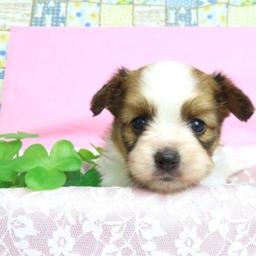 パピヨン【千葉県・女の子・2024年10月3日・ホワイト&レッドセーブル】の写真「日本で一番歴史のあるパピヨンブリーダー」