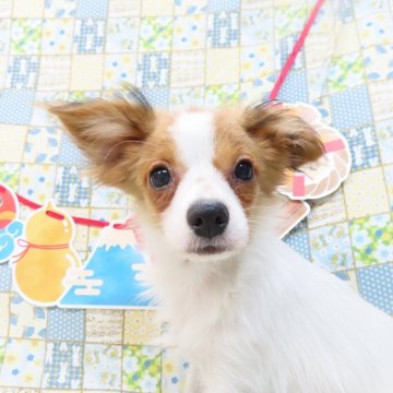 パピヨン【千葉県・男の子・2023年9月14日・ホワイト&レッドセーブル】の写真「日本で一番歴史のあるパピヨンブリーダー」