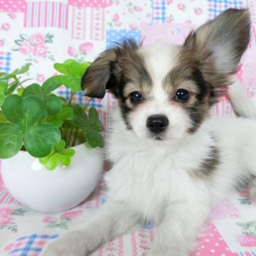 パピヨン【千葉県・女の子・2023年2月22日・ホワイト&レッドセーブル】の写真「日本で一番歴史のあるパピヨンブリーダー」