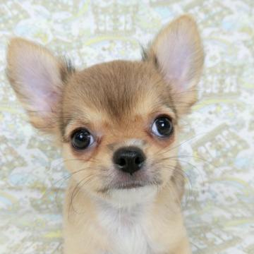 チワワ(ロング)【千葉県・男の子・2022年7月14日・チョコフォーン】の写真「少し小さめの男の子」