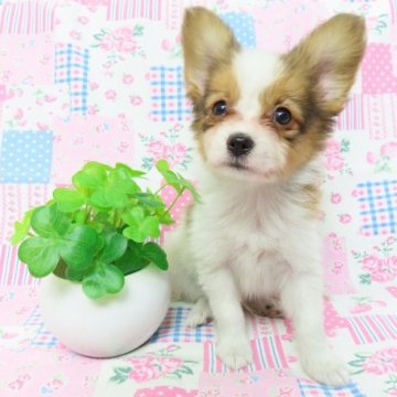 パピヨン【千葉県・男の子・2023年9月13日・ホワイト&レッドセーブル】の写真「日本で一番歴史のあるパピヨンブリーダー」