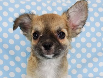 チワワ(ロング)【千葉県・女の子・2022年2月3日・チョコフォーン】の写真「良血統の上可愛いチワワ」