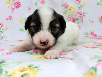 パピヨン【千葉県・男の子・2016年4月8日・ホワイト&レッドセーブル】の写真「日本で一番歴史のあるパピヨンブリーダー」