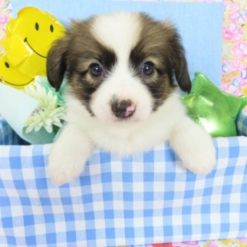パピヨン【千葉県・男の子・2023年7月30日・ホワイト&レッドセーブル】の写真「日本で一番歴史のあるパピヨンブリーダー」