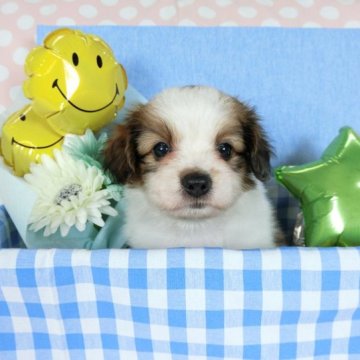 パピヨン【千葉県・男の子・2023年6月4日・ホワイト&レッドセーブル】の写真「日本で一番歴史のあるパピヨンブリーダー」