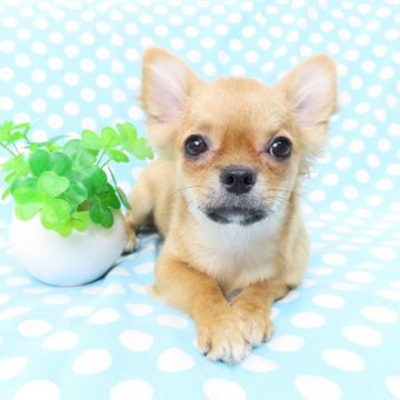 チワワ(ロング)【千葉県・女の子・2023年5月31日・クリーム&ホワイト】の写真「良血統の上可愛いチワワ」