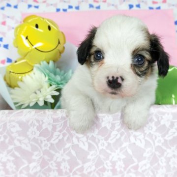 パピヨン【千葉県・男の子・2023年4月8日・ホワイト&レッドセーブル】の写真「日本で一番歴史のあるパピヨンブリーダー」