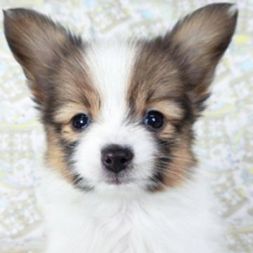 パピヨン【千葉県・女の子・2022年11月7日・ホワイト&レッドセーブル】の写真「日本で一番歴史のあるパピヨンブリーダー」