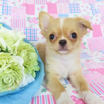 チワワ(ロング)【千葉県・女の子・2023年5月31日・クリーム&ホワイト】の写真「良血統の上可愛いチワワ」