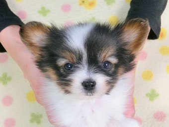 パピヨン【千葉県・男の子・2015年2月18日・トライ(白黒茶の3色です)】の写真「日本で一番歴史のあるパピヨンブリーダー」