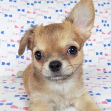 チワワ(ロング)【千葉県・男の子・2022年7月26日・レッド】の写真「白いチワワをお探しならお勧めの男の子」