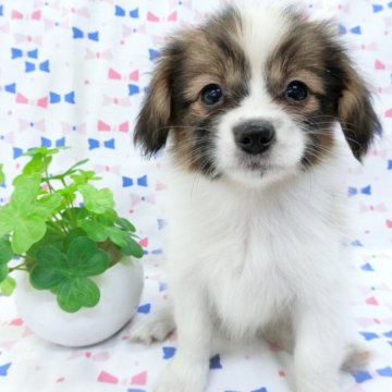 パピヨン【千葉県・女の子・2023年6月14日・ホワイト&レッドセーブル】の写真「日本で一番歴史のあるパピヨンブリーダー」