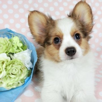 パピヨン【千葉県・女の子・2023年4月17日・ホワイト&レッドセーブル】の写真「日本で一番歴史のあるパピヨンブリーダー」