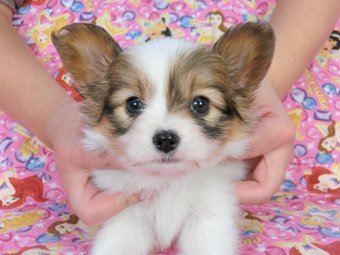 パピヨン【千葉県・男の子・2014年10月11日・白茶(ホワイト&レッド)】の写真「日本で一番歴史のあるパピヨンブリーダー」