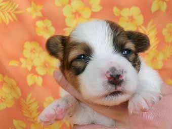 パピヨン【千葉県・男の子・2016年2月19日・白茶(ホワイト&レッドセーブル)】の写真「日本で一番歴史のあるパピヨンブリーダー」